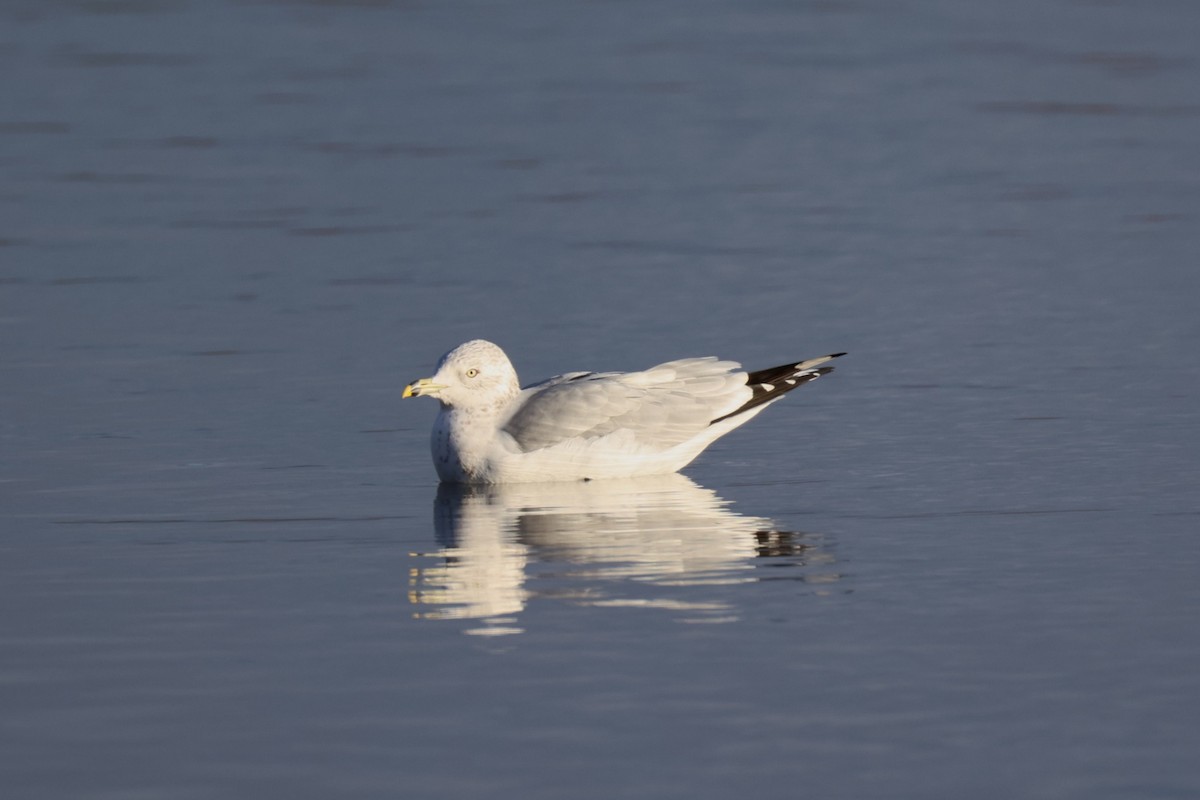 Мартин делаверський - ML645465809