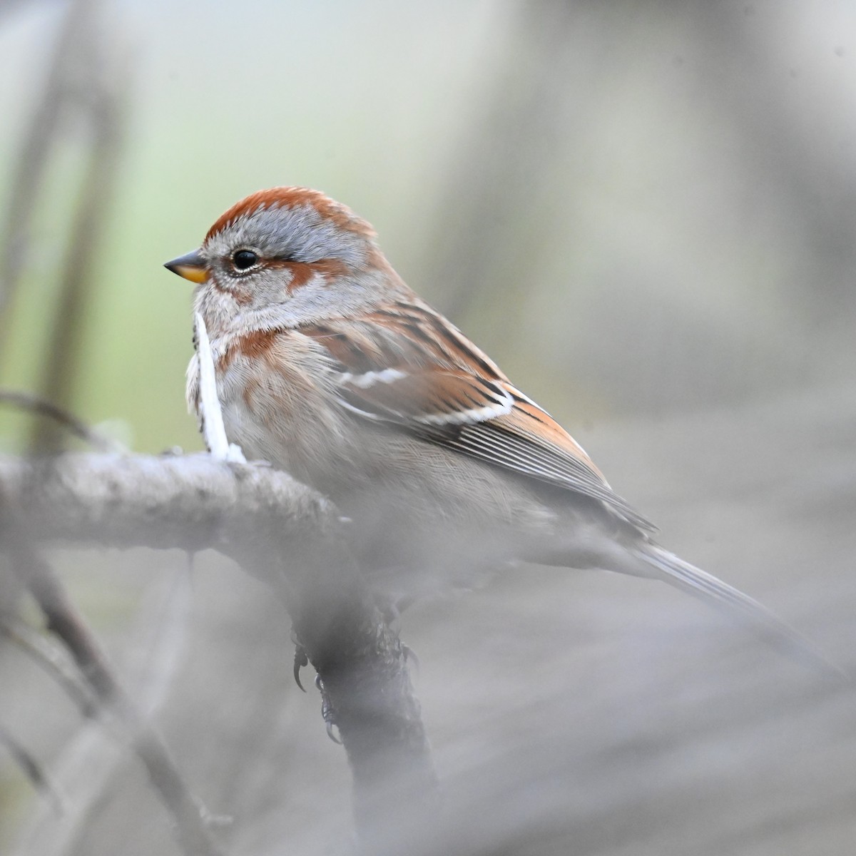 Пасовник північний - ML645465811