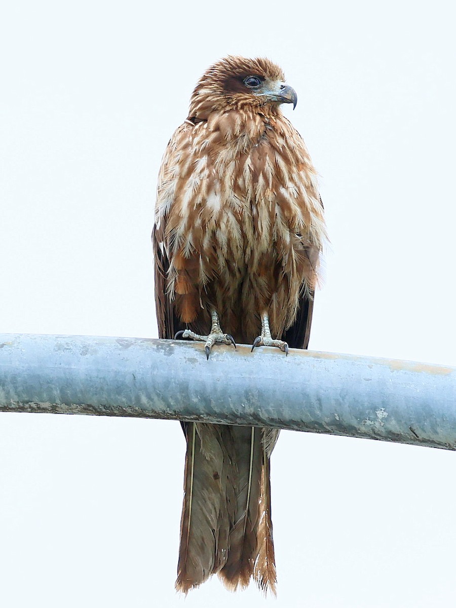 黑鳶 - ML645465812