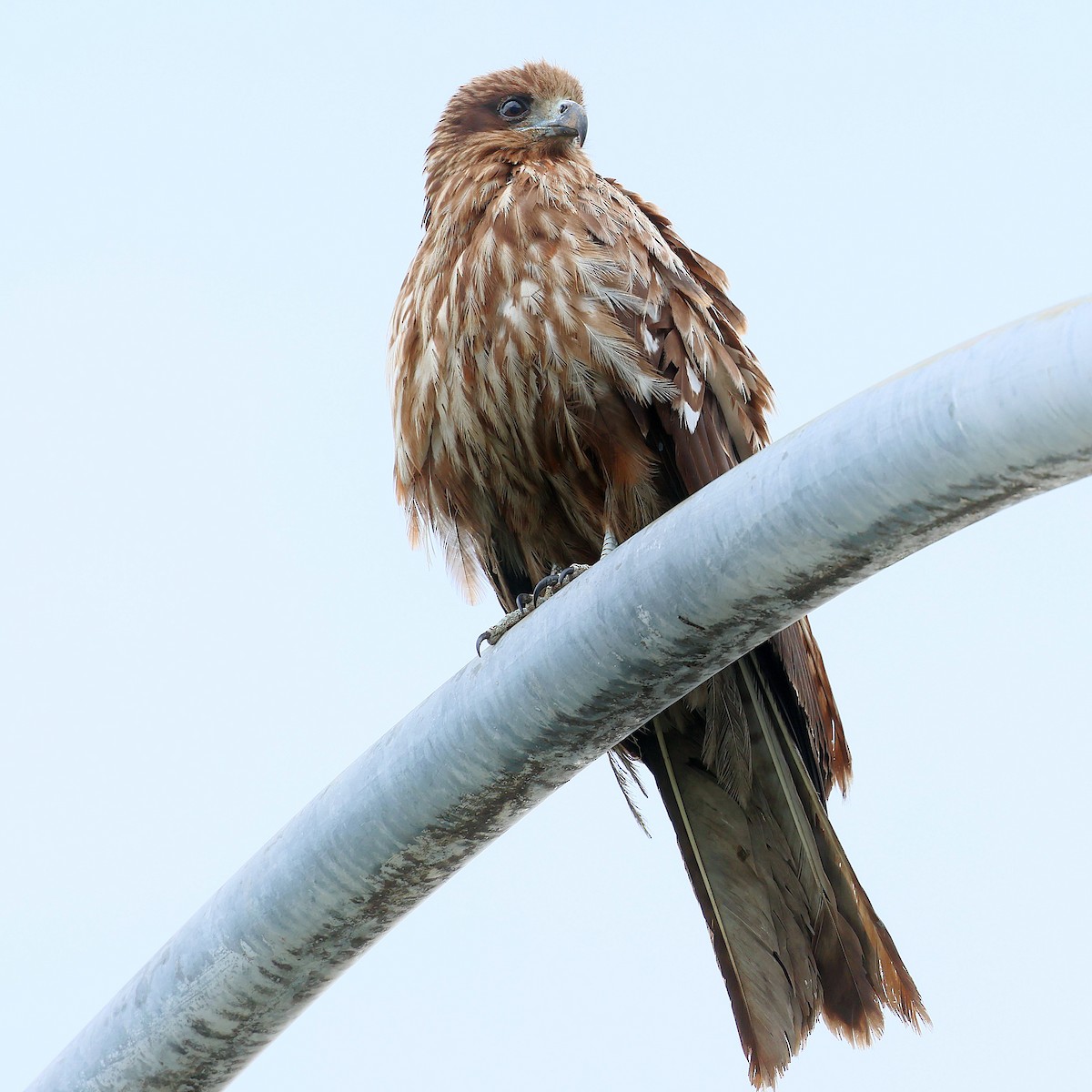 黑鳶 - ML645465813