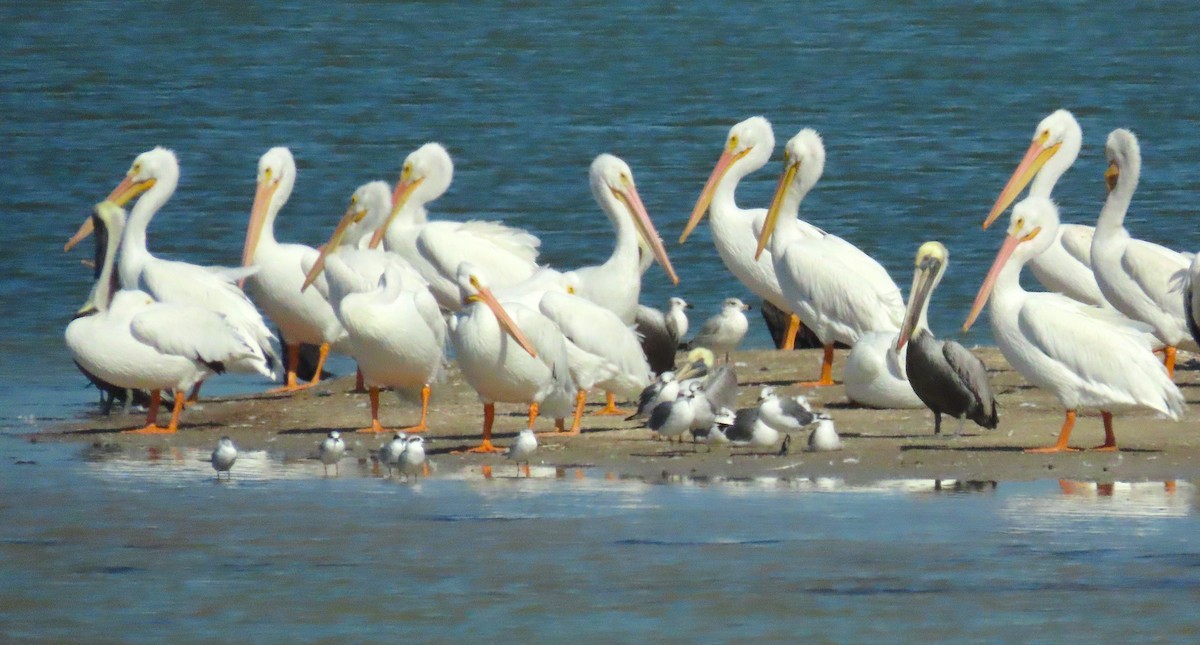 American White Pelican - ML645465814