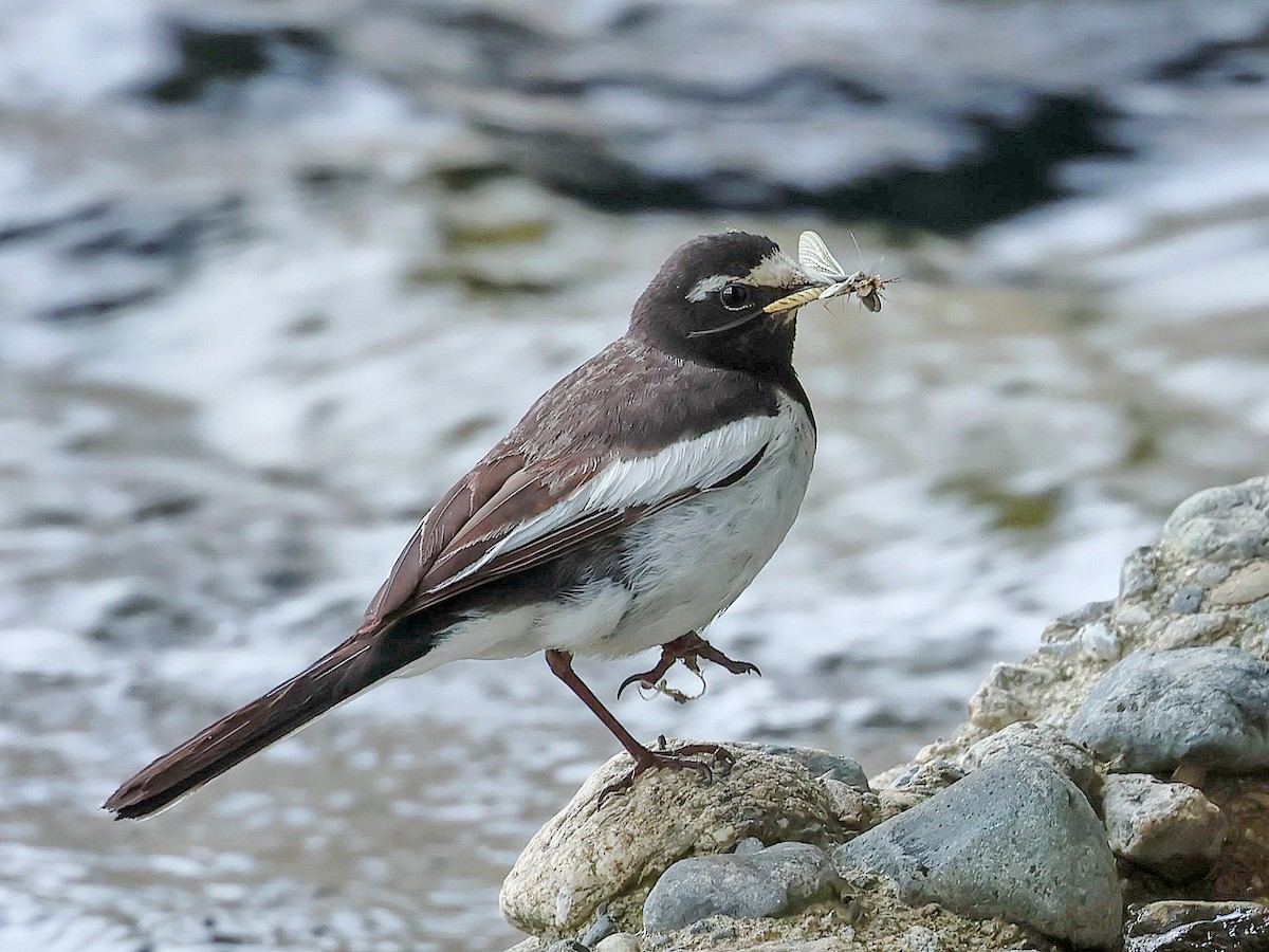 日本鶺鴒 - ML645465817