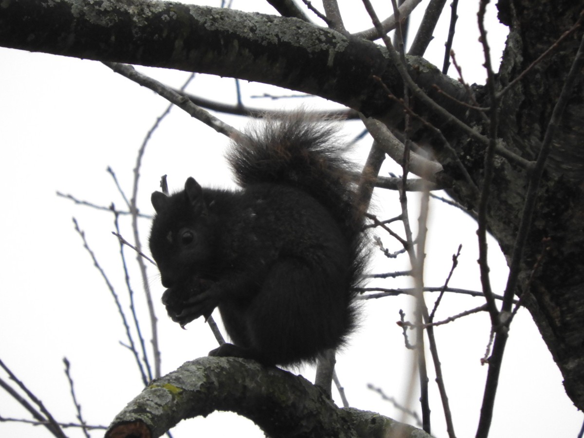 סנאי אפור - ML645465849