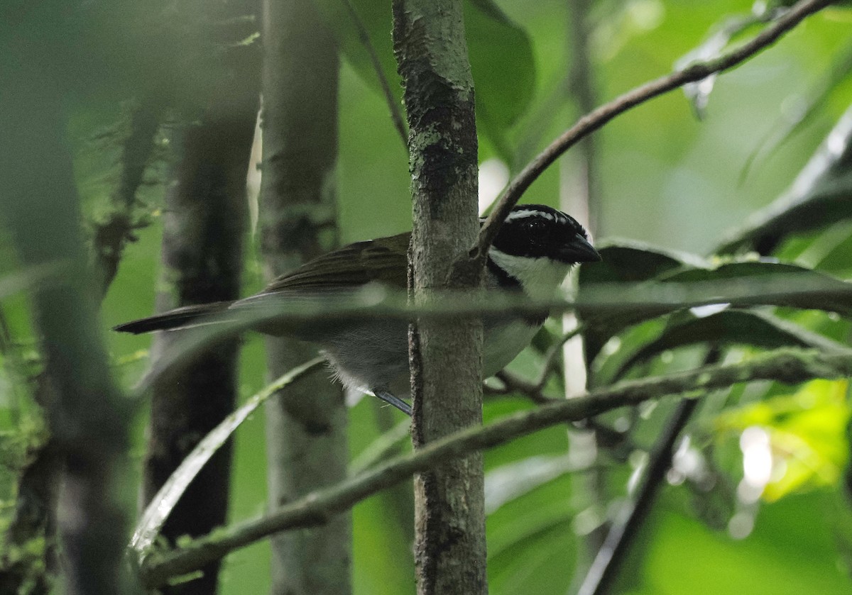 Pectoral Sparrow - ML645465860