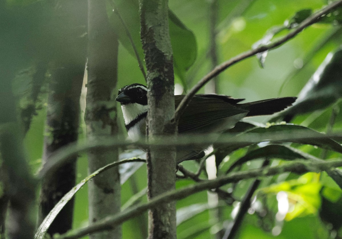 Pectoral Sparrow - ML645465861