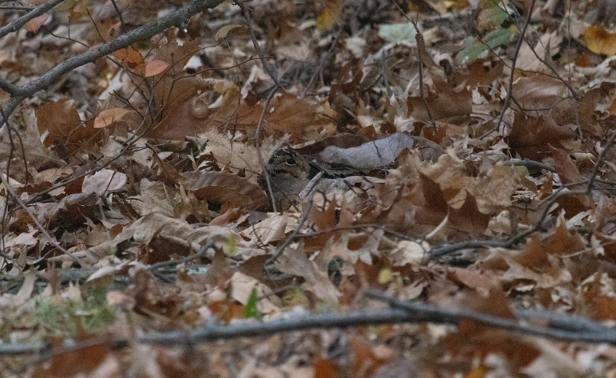 American Woodcock - ML645465877