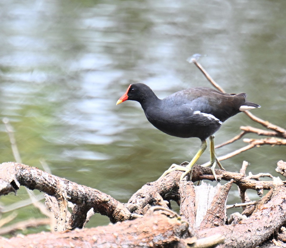 Amerika Sutavuğu - ML645465878