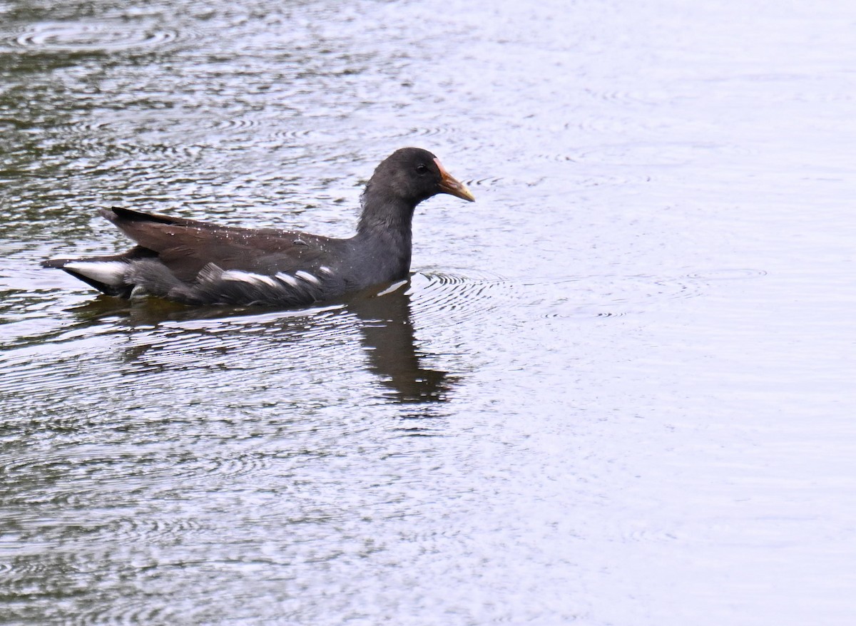 Amerika Sutavuğu - ML645465879