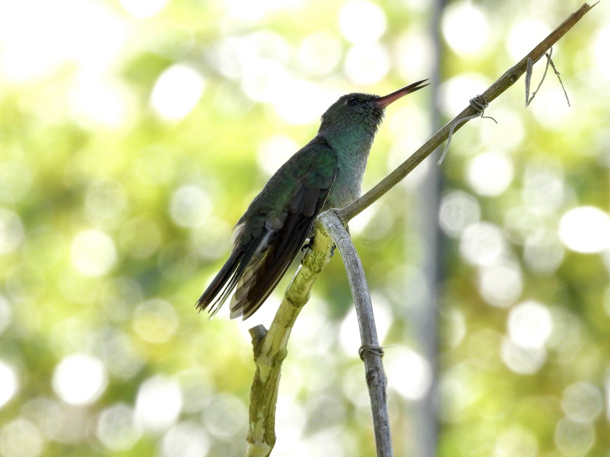 Schuppenbrustkolibri - ML645465890