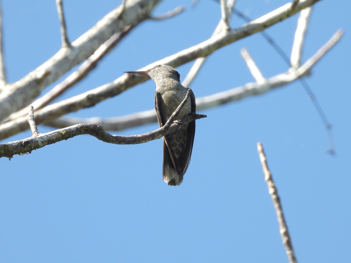 Schuppenbrustkolibri - ML645465891
