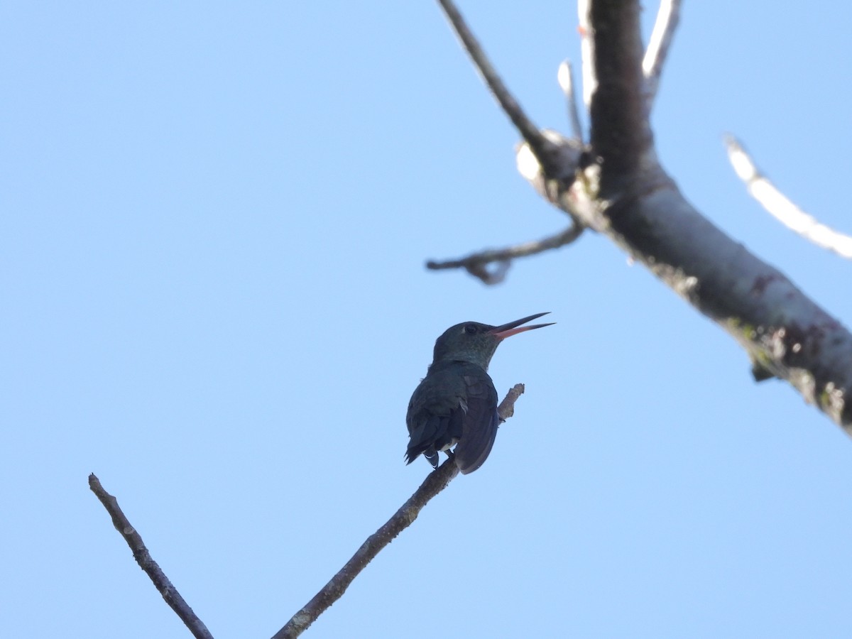 Schuppenbrustkolibri - ML645465892