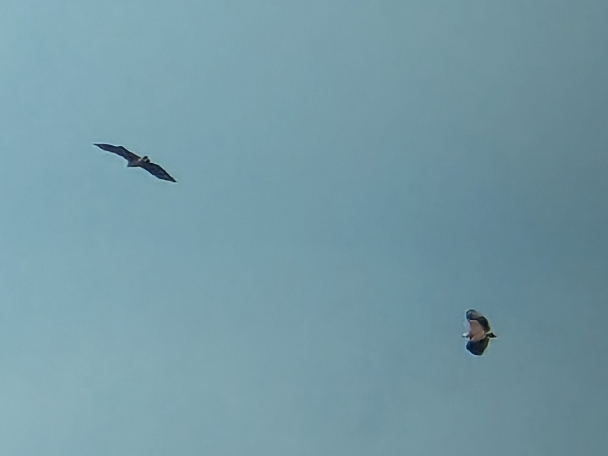 サバンナノスリ - ML645465893