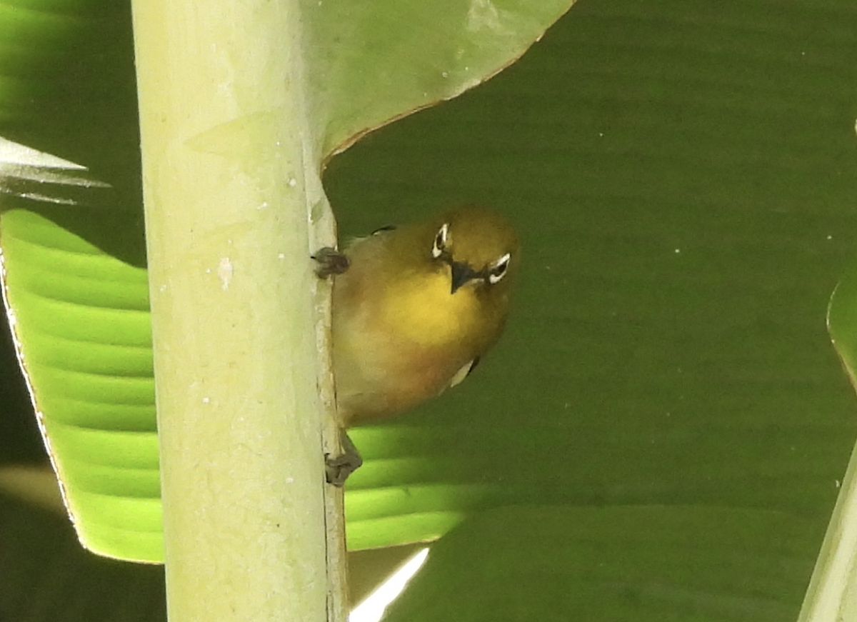 Warbling White-eye - ML645465897