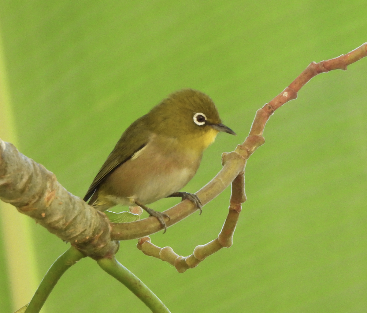 Warbling White-eye - ML645465898
