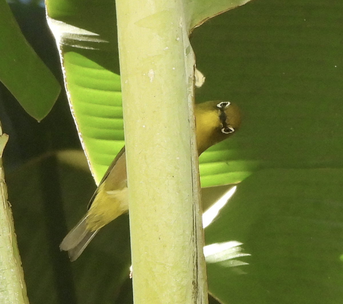 Warbling White-eye - ML645465899