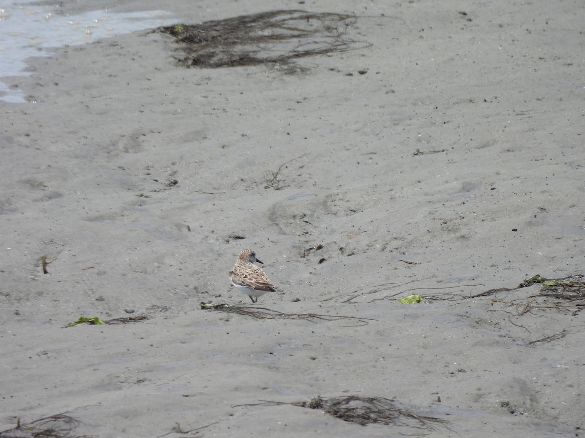 Semipalmated Sandpiper - ML645465900