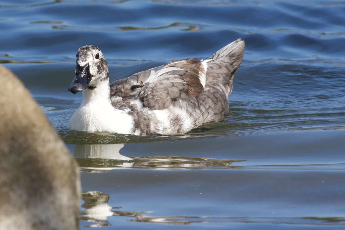 Muscovy Duck (Domestic type) - ML645465902