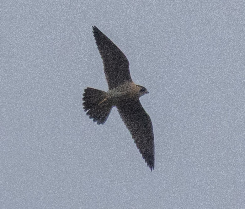 Peregrine Falcon (North American) - ML645465910