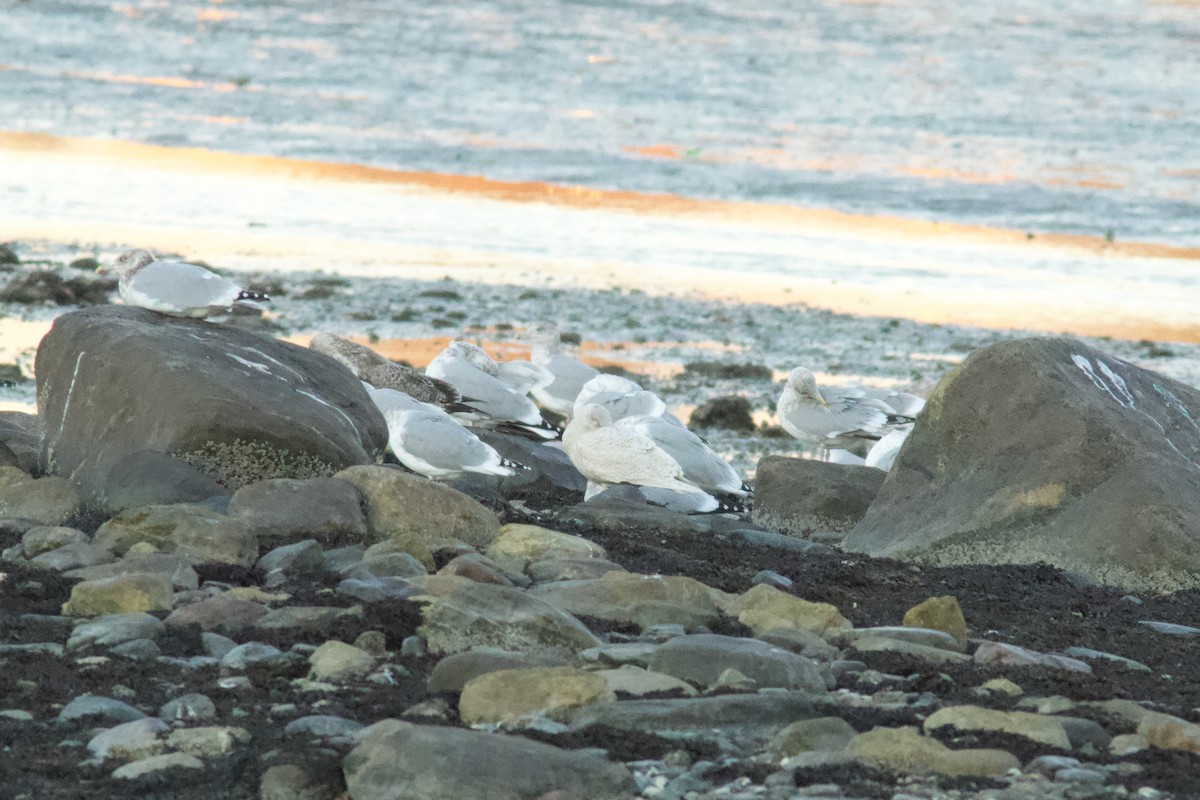 Glaucous Gull - ML645465924