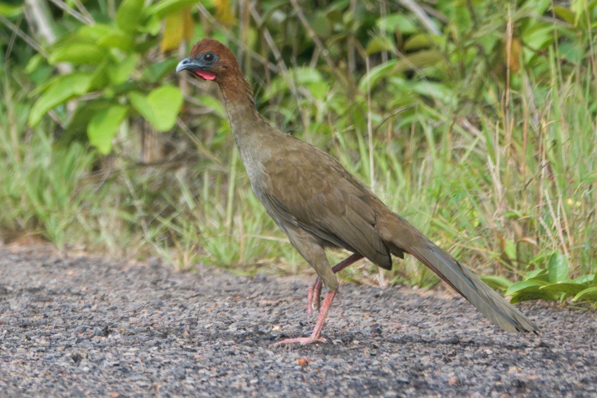 Variable Chachalaca - ML645465941