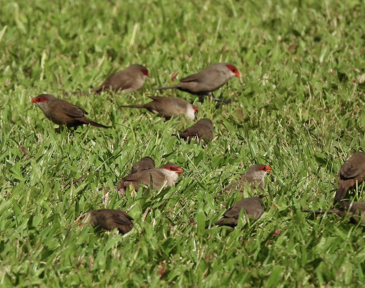 Common Waxbill - ML645465942