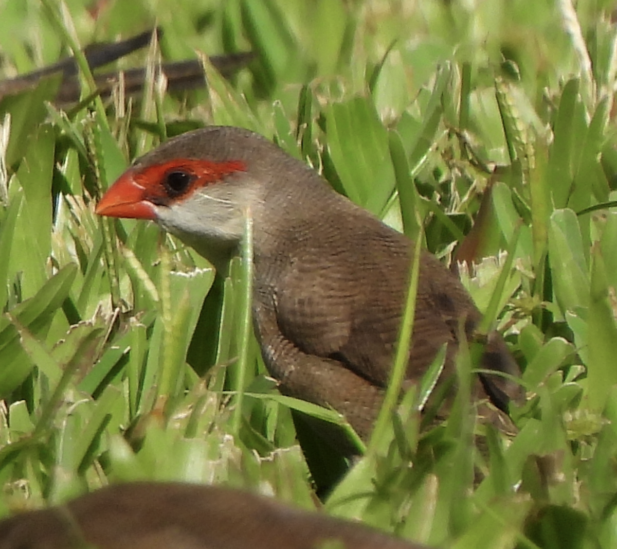Common Waxbill - ML645465943