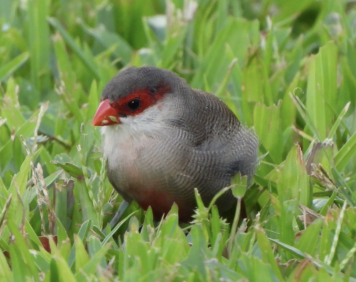 Common Waxbill - ML645465944