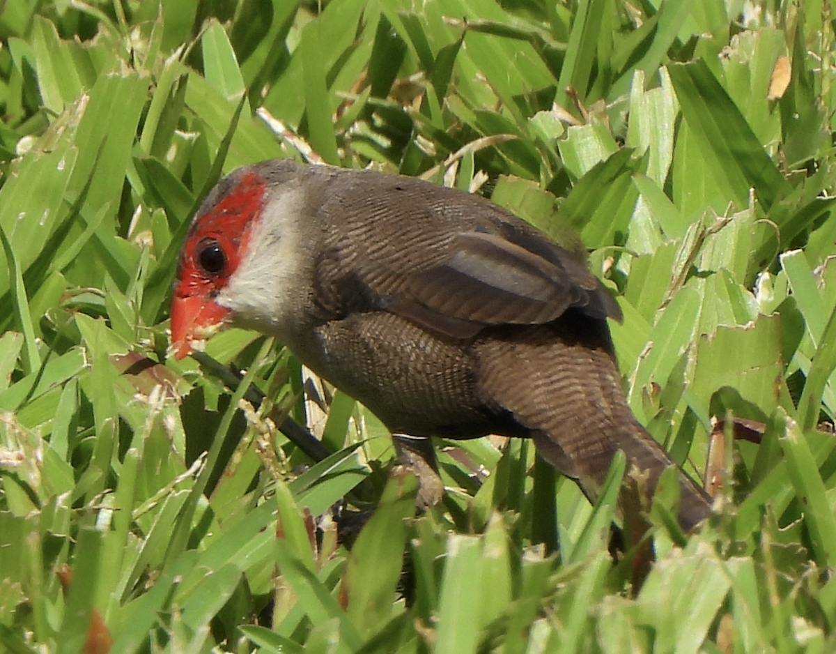 Common Waxbill - ML645465945