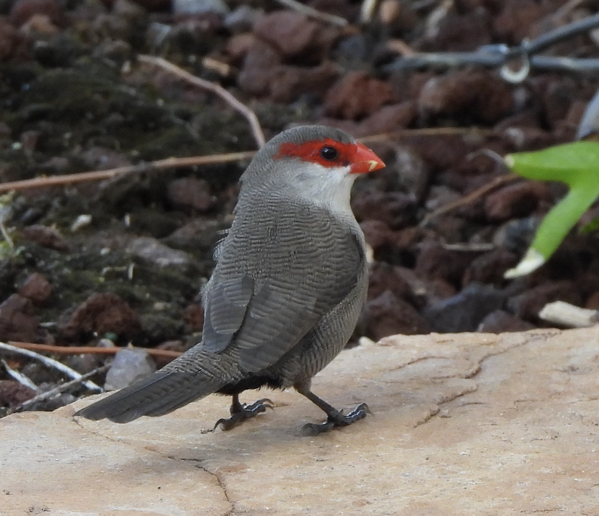 Common Waxbill - ML645465946