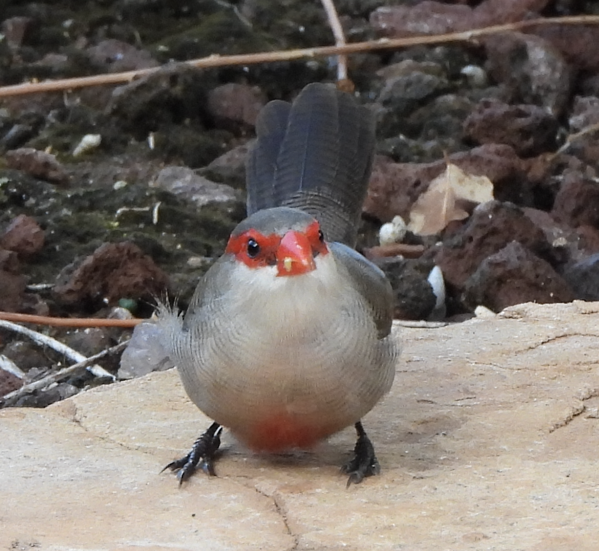 Common Waxbill - ML645465947