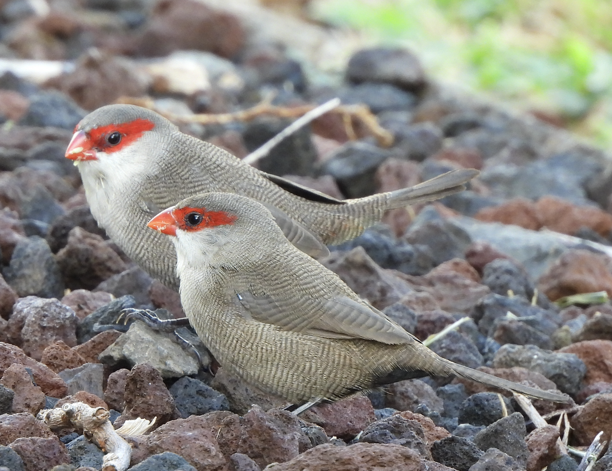 Common Waxbill - ML645465948