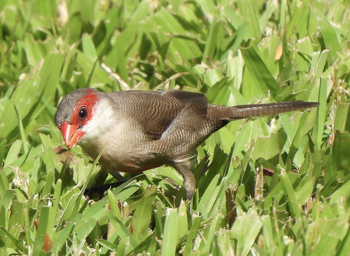 Common Waxbill - ML645465949
