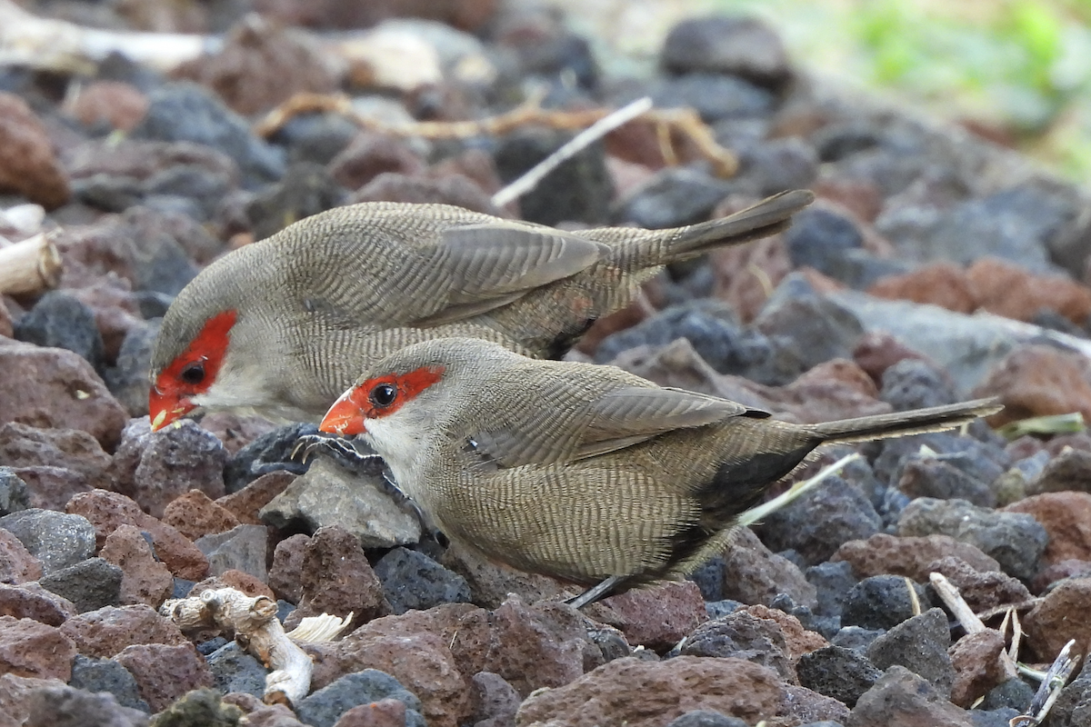 Common Waxbill - ML645465950