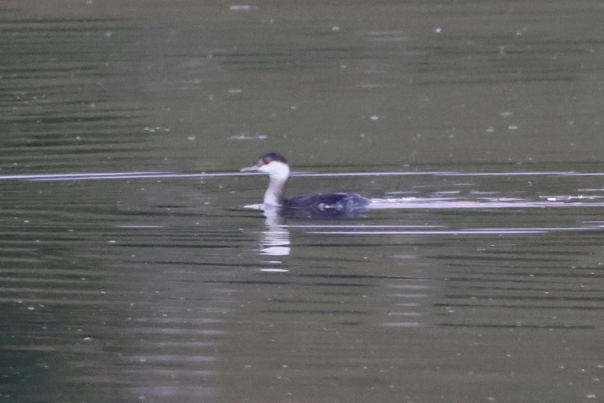 Horned Grebe - ML645465954