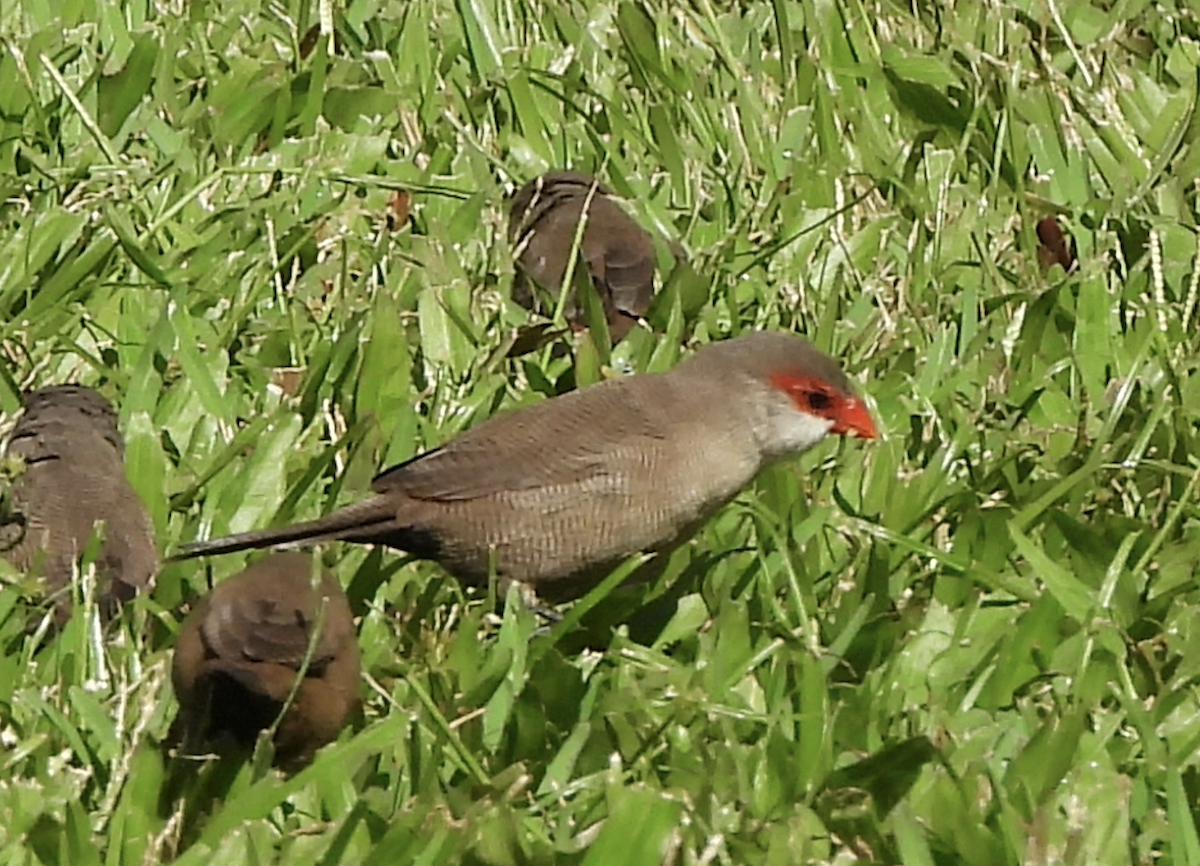 Common Waxbill - ML645465966