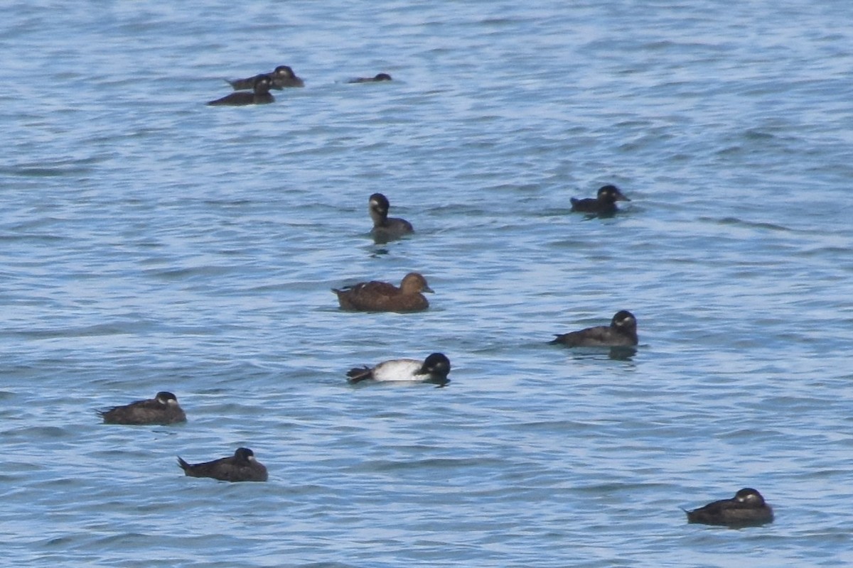 אדרית מלכותית - ML645465977