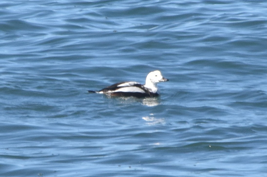 ברווז קרח - ML645465981