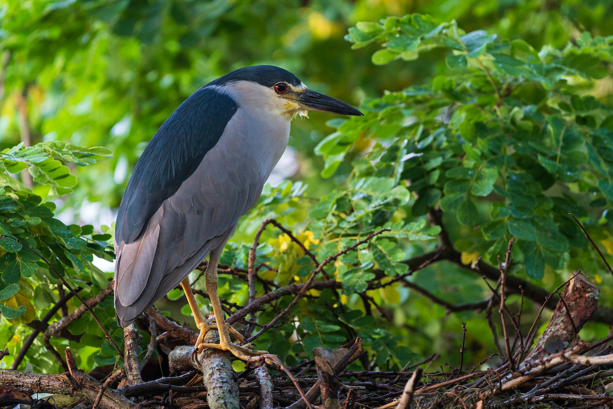 Black-crowned Night Heron - ML645465983