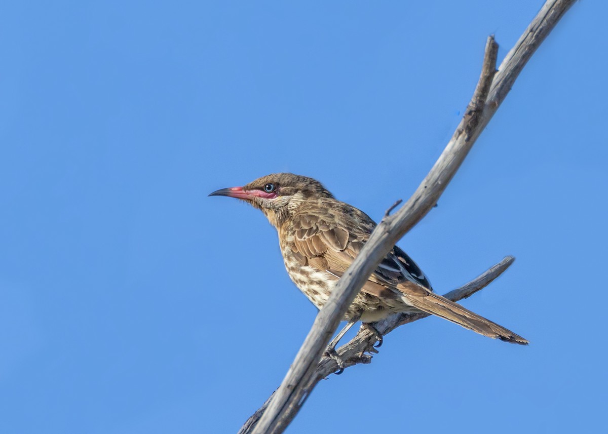 Diken Yanaklı Balkuşu - ML645465984