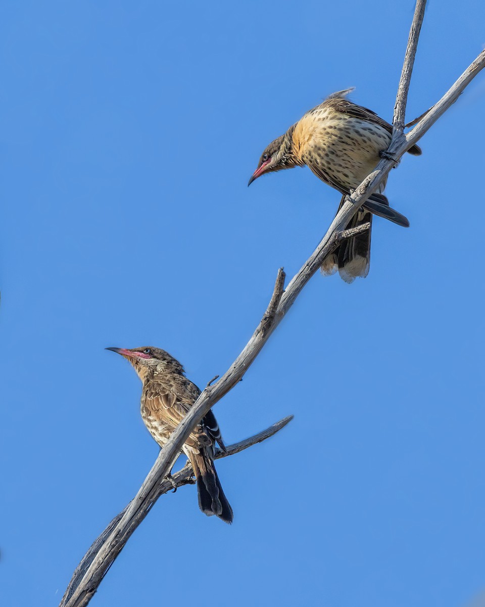 Diken Yanaklı Balkuşu - ML645465985