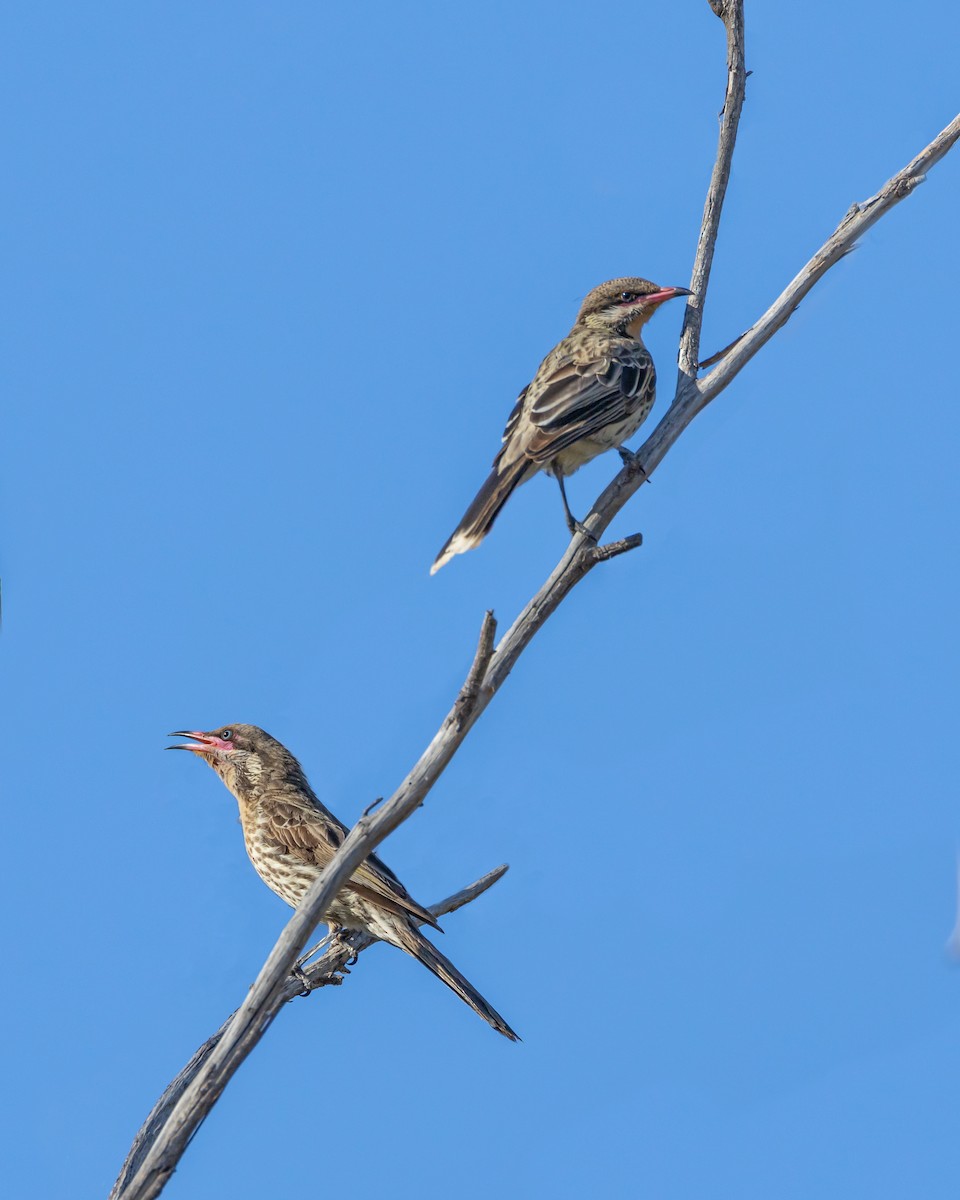 Diken Yanaklı Balkuşu - ML645465986