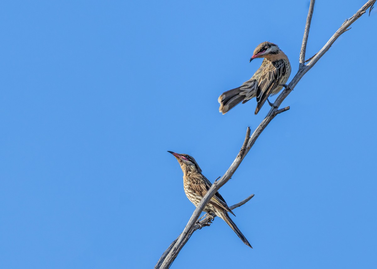 Diken Yanaklı Balkuşu - ML645465987