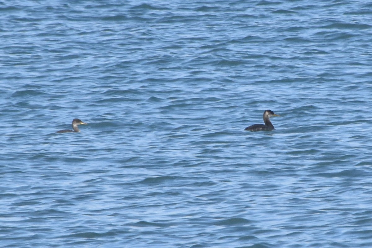 Grèbe jougris - ML645466002