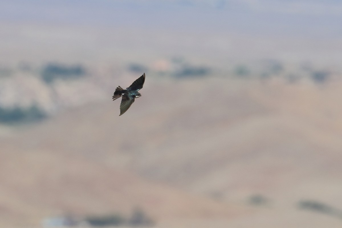 Tree Swallow - ML645466019