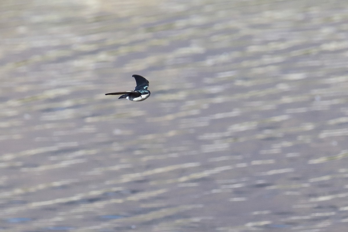 Tree Swallow - ML645466020