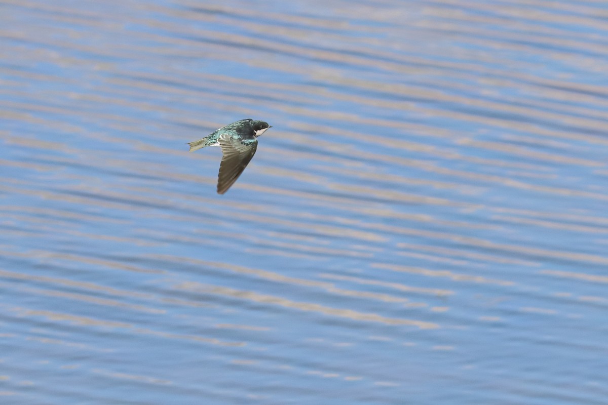 Tree Swallow - ML645466021