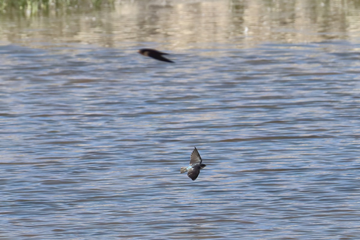 Tree Swallow - ML645466022