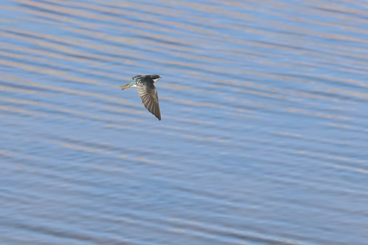 Tree Swallow - ML645466023
