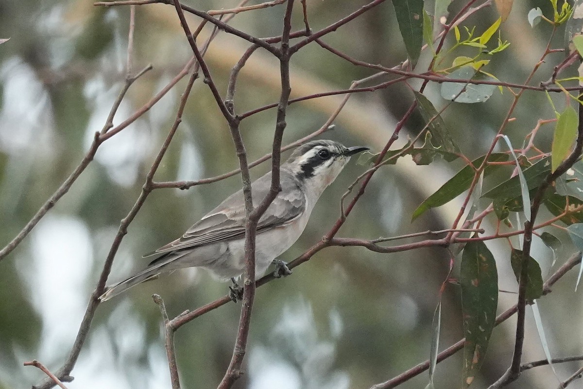 Black-eared Cuckoo - ML645466025