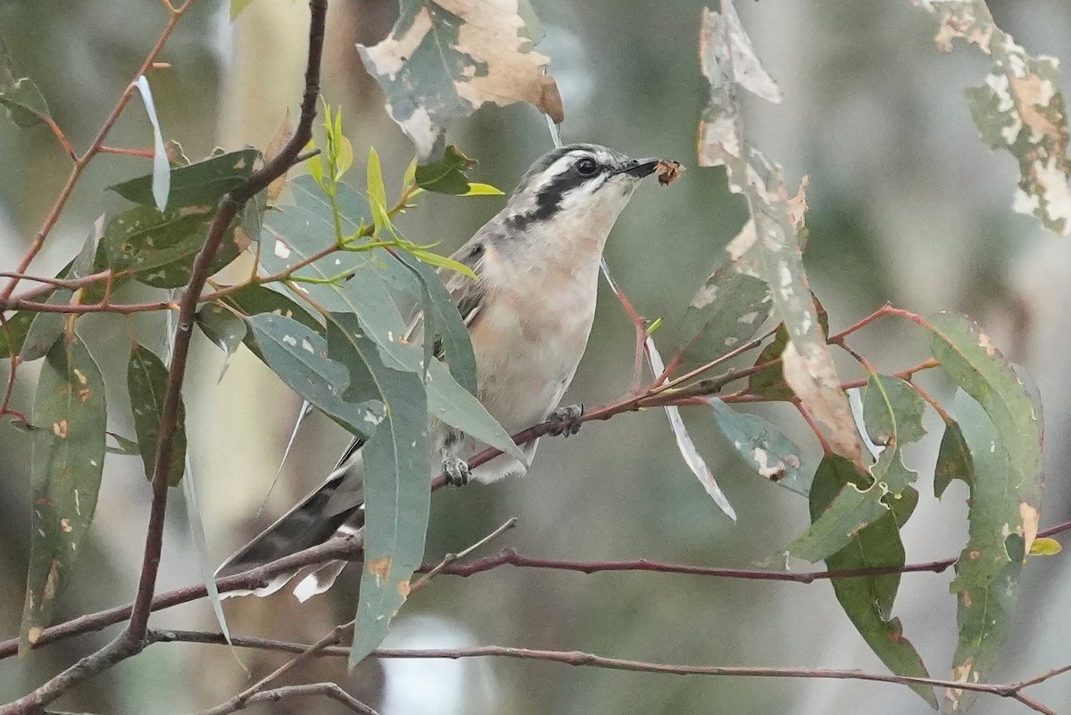 Black-eared Cuckoo - ML645466032